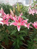 [5383 Ravenna TL VZ No02.JPG]